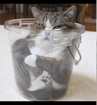 Maru Cat sitting in a bucket