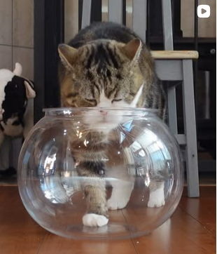 Maru Cat climbing into a fishbowl