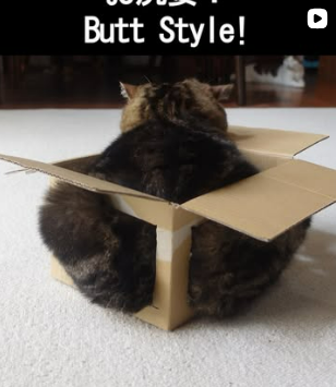 Maru Cat in a box, butt style